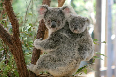Lone Pine Koala Sanctuary Admission With Brisbane River Cruise - Accommodation Kalgoorlie 3