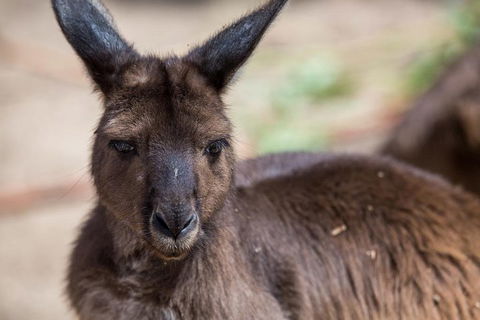 Australian Wildlife Tour At Melbourne Zoo Ticket - Accommodation Kalgoorlie 0
