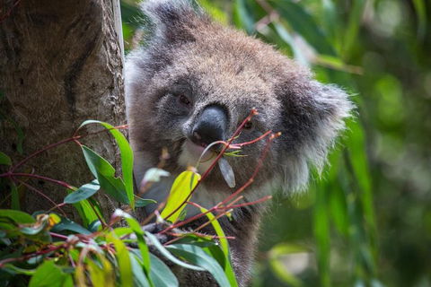 Australian Wildlife Tour At Melbourne Zoo Ticket - Accommodation Kalgoorlie 1