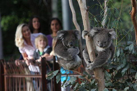 Australian Wildlife Tour At Melbourne Zoo Ticket - Accommodation Kalgoorlie 2