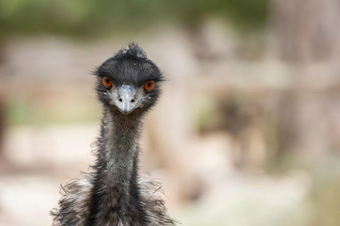 Australian Wildlife Tour At Melbourne Zoo Ticket - Accommodation Kalgoorlie 3