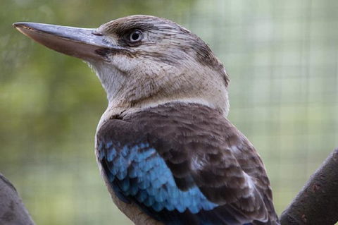 Australian Wildlife Tour At Melbourne Zoo Ticket - Accommodation Kalgoorlie 4