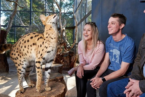 African Cat Encounter At Werribee Open Range Zoo - Accommodation Kalgoorlie 0