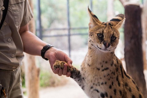 African Cat Encounter At Werribee Open Range Zoo - Accommodation Kalgoorlie 1