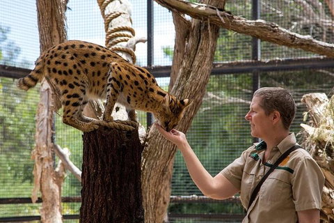 African Cat Encounter At Werribee Open Range Zoo - Accommodation Kalgoorlie 2
