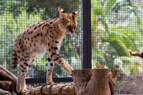 African Cat Encounter At Werribee Open Range Zoo - Accommodation Kalgoorlie 3
