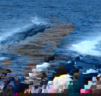 Tangalooma Island Resort Whale Watching Day Cruise - Accommodation Kalgoorlie