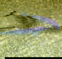 Tangalooma Island Resort Whale Watching Day Cruise with Dolphin Viewing - Accommodation Kalgoorlie