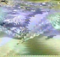 Tangalooma Island Resort Whale Watching Day Cruise with Dolphin Feeding - Accommodation Kalgoorlie