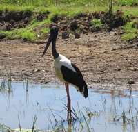 Darwin to Kakadu Day Trip by Air Including Yellow Water Cruise - Accommodation Kalgoorlie