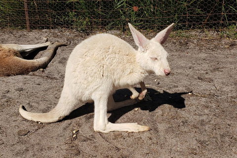 Very Best Of Perth Tour - Wildlife Park & City Highlights Tour - Accommodation Kalgoorlie 3
