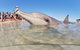 7-Day Exmouth Explorer Via Pinnacles Monkey Mia Ningaloo Reef Returning To Perth - thumb 1