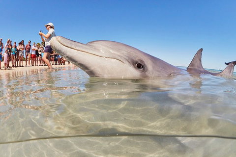7-Day Exmouth Explorer Via Pinnacles Monkey Mia Ningaloo Reef Returning To Perth - Accommodation Kalgoorlie 1
