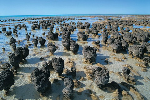 7-Day Exmouth Explorer Via Pinnacles Monkey Mia Ningaloo Reef Returning To Perth - Accommodation Kalgoorlie 3