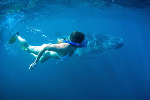 6-Day Coral Coaster From Perth To Exmouth One-Way Via Monkey Mia Ningaloo Reef - Accommodation Kalgoorlie 3