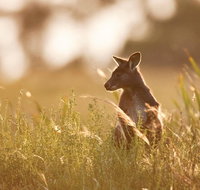 Sunset Blue Mountains Wilderness  Wildlife Tour without the crowds - Accommodation Kalgoorlie