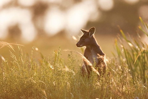 Sunset Blue Mountains Wilderness & Wildlife Tour Without The Crowds - Accommodation Kalgoorlie 0