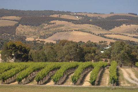 McLaren Vale And Glenelg Wine Tasting And Sightseeing (Half-day Afternoon) - Accommodation Kalgoorlie 2