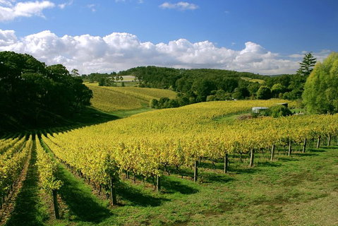 McLaren Vale And Glenelg Wine Tasting And Sightseeing (Half-day Afternoon) - Accommodation Kalgoorlie 4