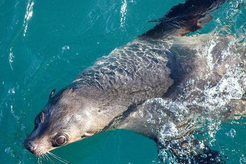 Phillip Island Seal-Watching Cruise - Accommodation Kalgoorlie 3