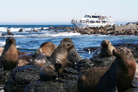 Phillip Island Seal-Watching Cruise - Accommodation Kalgoorlie 5