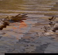 Litchfield and Jumping Crocodiles Full Day Trip from Darwin - Accommodation Kalgoorlie