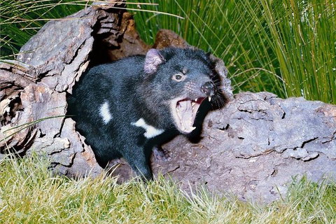 Private Blue Mountains Tour With Kangaroo And Koala Experience - Accommodation Kalgoorlie 0