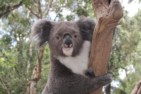 Private Blue Mountains Tour With Kangaroo And Koala Experience - Accommodation Kalgoorlie 2