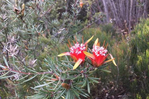 Private Blue Mountains Tour With Kangaroo And Koala Experience - Accommodation Kalgoorlie 4