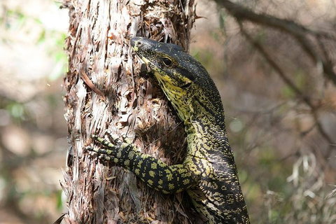 Byron Bay Combo: Hinterland Tour Including Minyon Falls And Kayaking With Dolphins - Accommodation Kalgoorlie 0