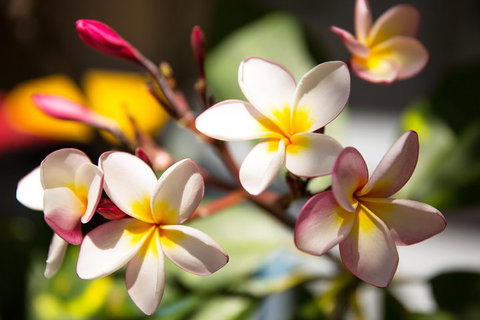 Byron Bay Combo: Hinterland Tour Including Minyon Falls And Kayaking With Dolphins - Accommodation Kalgoorlie 1