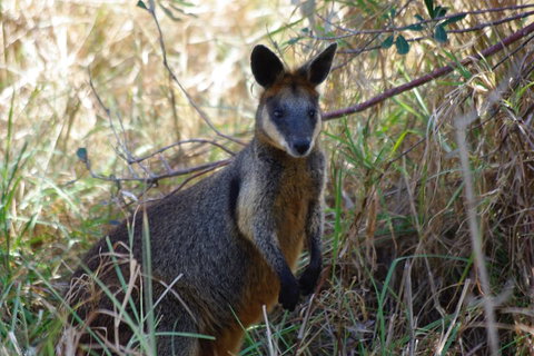 Byron Bay Combo: Hinterland Tour Including Minyon Falls And Kayaking With Dolphins - Accommodation Kalgoorlie 2