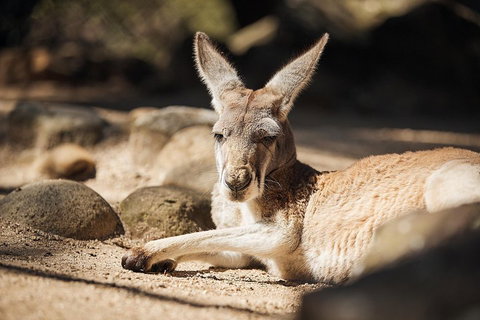 Sydney Taronga Zoo's Australian Animals Tour - Accommodation Kalgoorlie 2