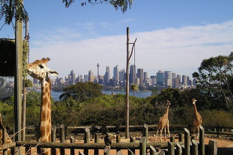 Sydney Taronga Zoo's Australian Animals Tour - Accommodation Kalgoorlie 4