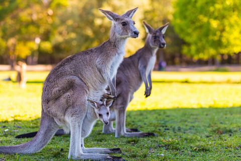 LGBT+ Friendly Full Day Phillip Island Private Tour - Accommodation Kalgoorlie 4