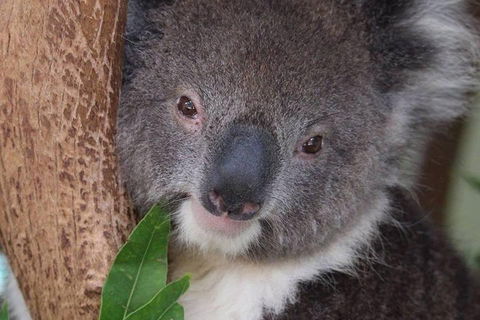 All Inclusive Blue Mountains Small-Group Day Trip From Sydney - Accommodation Kalgoorlie 1