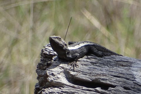 Inside The Greater Blue Mountains World Heritage - A Private Wildlife Safari Overnight - Accommodation Kalgoorlie 2