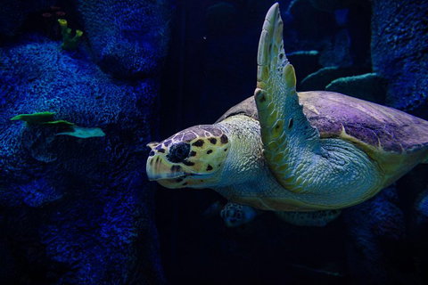 Sydney Attractions Pass: SEA LIFE Aquarium, Sydney Tower Eye, WILD LIFE Zoo And Madame Tussauds - Accommodation Kalgoorlie 1