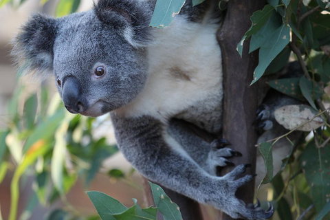 Sydney Attractions Pass: SEA LIFE Aquarium, Sydney Tower Eye, WILD LIFE Zoo And Madame Tussauds - Accommodation Kalgoorlie 2
