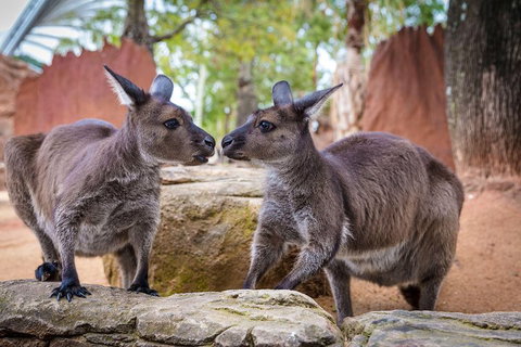 Sydney Attractions Pass: SEA LIFE Aquarium, Sydney Tower Eye, WILD LIFE Zoo And Madame Tussauds - Accommodation Kalgoorlie 5