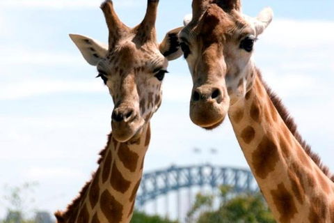 Sydney Harbour Ferry With Taronga Zoo Entry Ticket - Accommodation Kalgoorlie 1