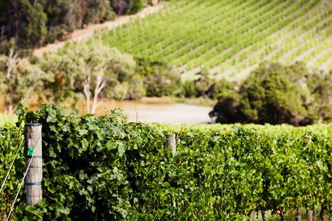 Yarra Valley Premium Tour Inc Lunch And Cheese, Chocolate Fondue At Rochford - Accommodation Kalgoorlie 5