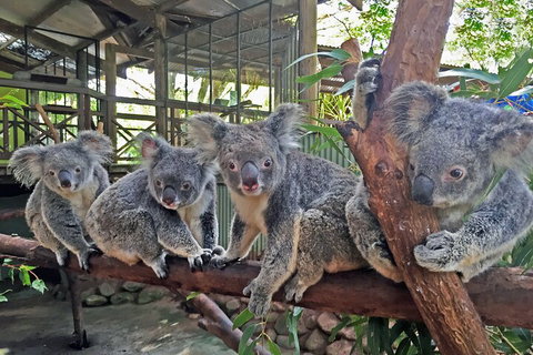 Kuranda Rainforestation & Kuranda Scenic Rail - Accommodation Kalgoorlie 5