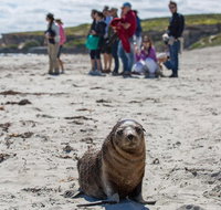 Kangaroo Island in a Day Tour from Adelaide - Accommodation Kalgoorlie