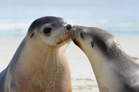 2 Day Ultimate Kangaroo Island With Return Ferry - Accommodation Kalgoorlie 2