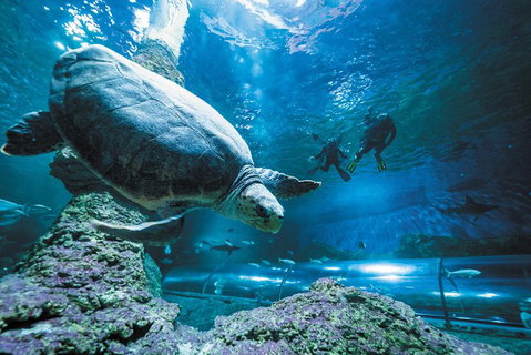 Snorkel With Sharks At AQWA - Accommodation Kalgoorlie 4