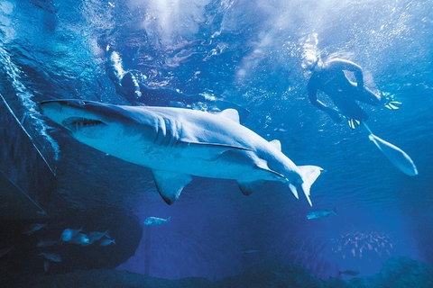 Snorkel With Sharks At AQWA - Accommodation Kalgoorlie 5