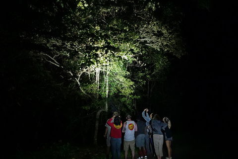 Atherton Tablelands Rain Forest By Night From Cairns - Accommodation Kalgoorlie 2