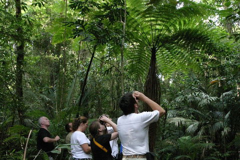 Atherton Tablelands Rain Forest By Night From Cairns - Accommodation Kalgoorlie 3