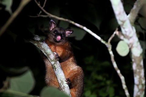 Atherton Tablelands Rain Forest By Night From Cairns - Accommodation Kalgoorlie 4